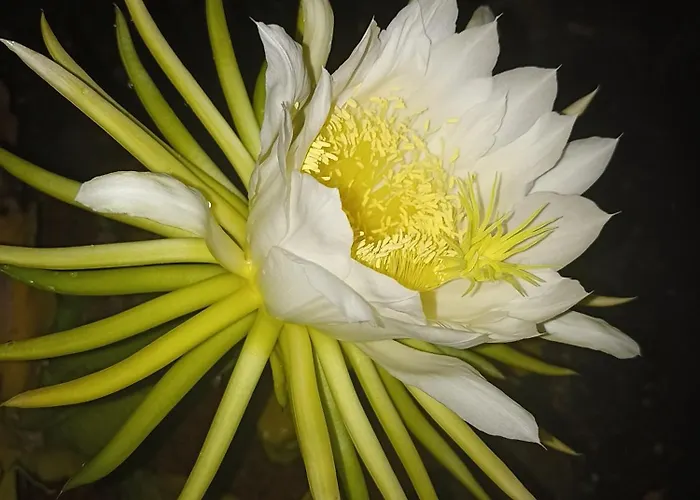 Vakantiehuis Casa Rosa