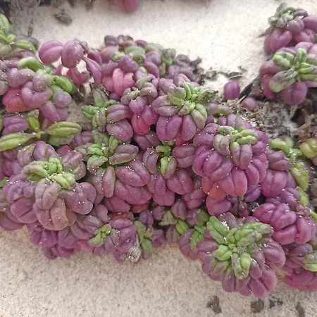 Casa Rosa * Puerto Calero