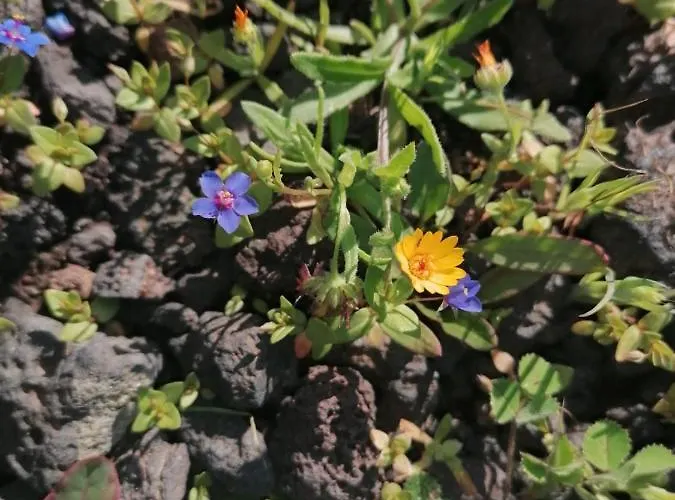 Casa de Férias Casa Rosa Puerto Calero