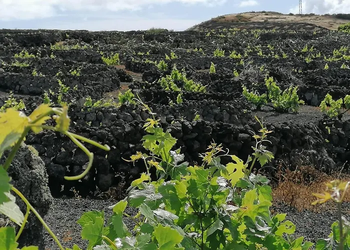 Casa Rosa * Puerto Calero