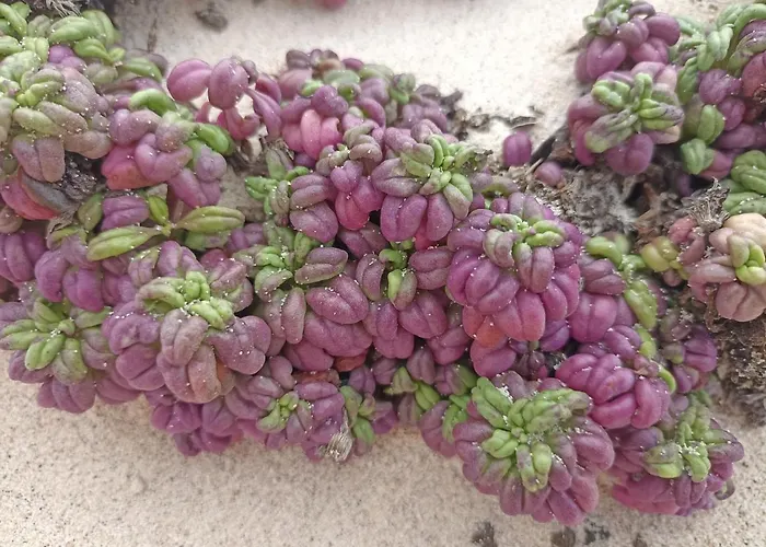 Casa Rosa * Пуэрто-Калеро