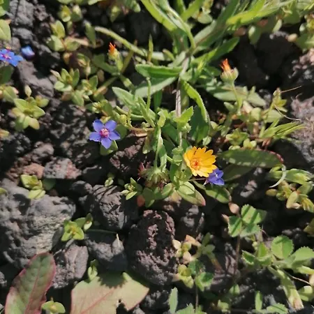 Сasa de vacaciones Casa Rosa Puerto Calero